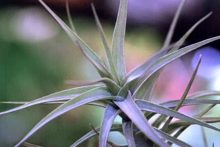 Tillandsia bergeri 'caulescentform'