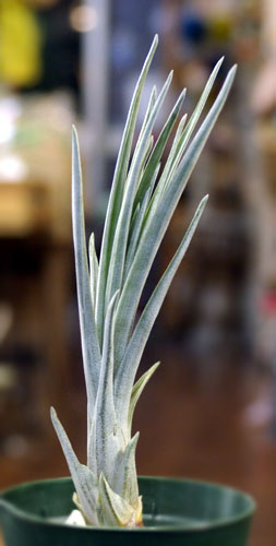 Tillandsia beutelspacheri