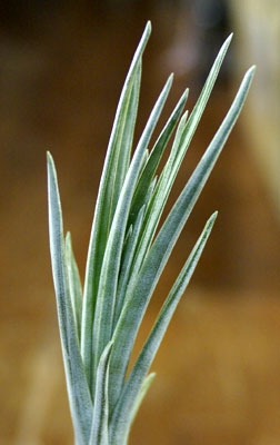 Tillandsia beutelspacheri