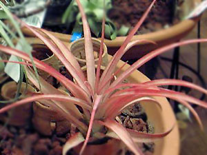 Tillandsia brachycaulos