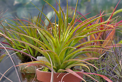 Tillandsia brachycaulos