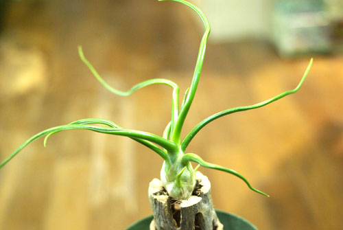 Tillandsia bulbosa forma alba