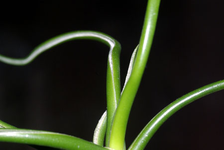 Tillandsia bulbosa forma alba