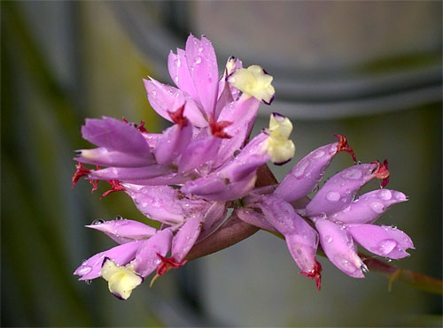 Tillandsia cacticola