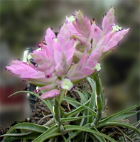 Tillandsia cacticola