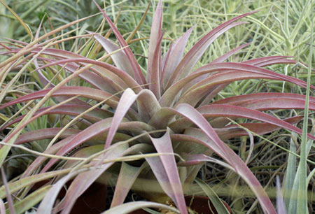 Tillandsia capitata