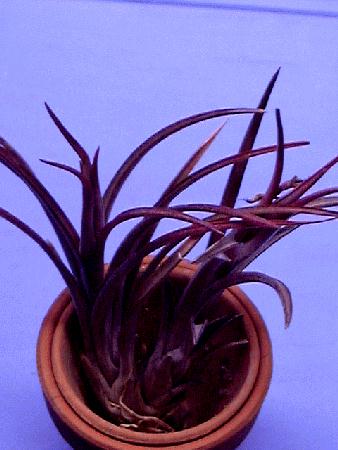 Tillandsia capitata 'Domingensis'