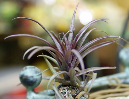 Tillandsia capitata 'Domingensis'