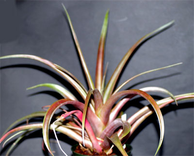 Tillandsia capitata 'Red Bract'