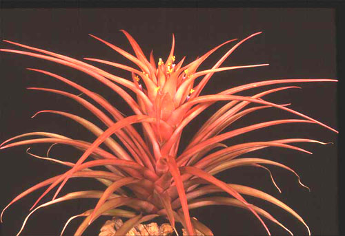 Tillandsia capitata 'Red Bract'