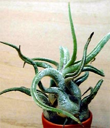 Tillandsia caput-medusae