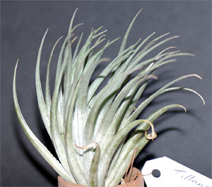 Tillandsia carminea