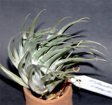 Tillandsia carminea