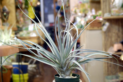 Tillandsia chiapensis X roland-gosselinii