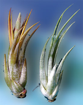 Tillandsia circinnatoides