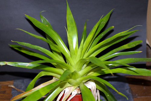 Tillandsia complanata