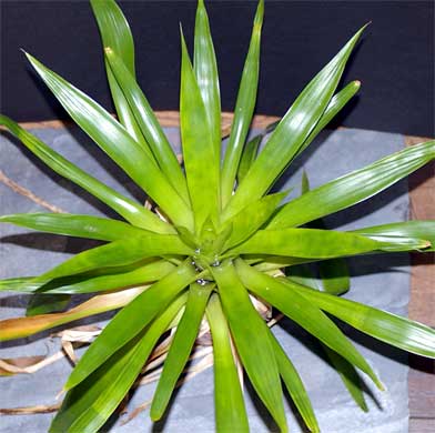 Tillandsia complanata