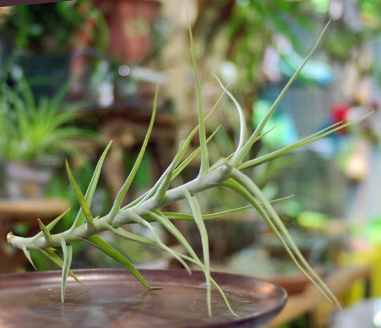 Tilllandsia diaguitensis Large Form