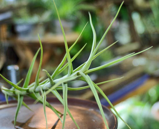 Tilllandsia diaguitensis Large Form