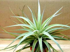 Tilllandsia didisticha