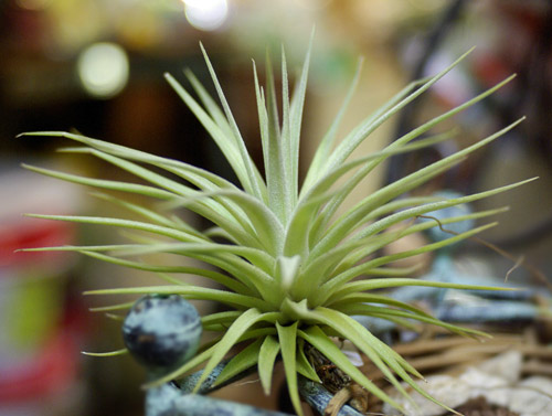 Tilllandsia didisticha