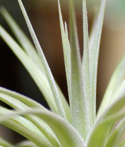 Tilllandsia didisticha