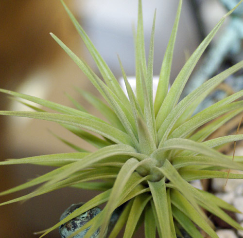 Tilllandsia didisticha