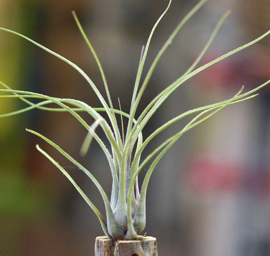 Tillandsia disticha