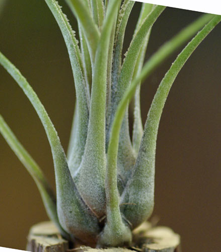 Tillandsia disticha