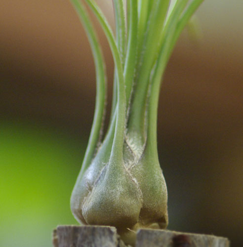 Tilllandsia disticha 'minor' (Green form)