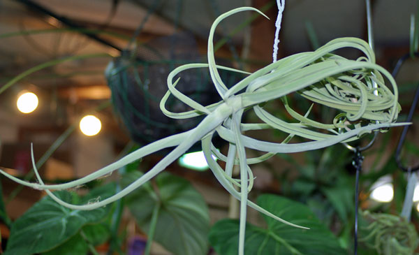 Tillandsia duratii