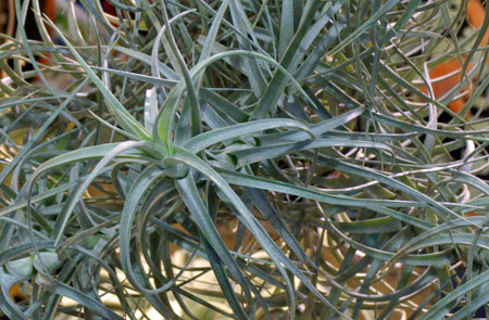 Tillandsia tectrum X paleacea