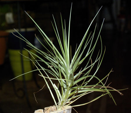 Tillandsia tenuifolia 'Blue Flower''