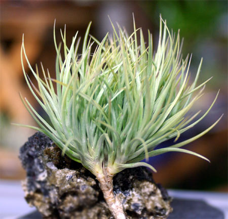 Tillandsia tenuifolia var.saxicola