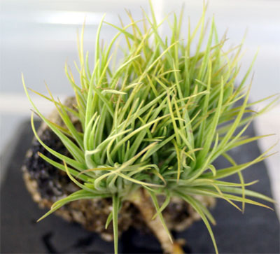 Tillandsia tenuifolia var.saxicola