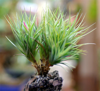 Tillandsia tenuifolia var.saxicola