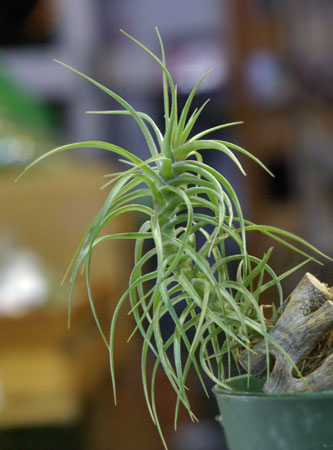 Tillandsia tenuifolia var.variegata 'Blue Flower'