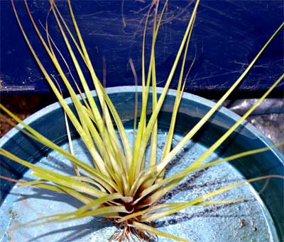 Tillandsia fasciculata var.denspica