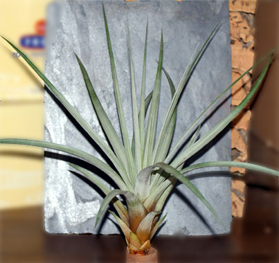 Tillandsia fasciculata var.denspica forma alba