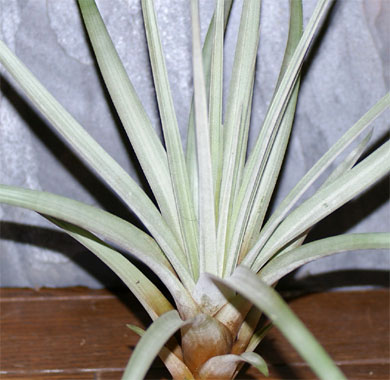 Tillandsia fasciculata var.denspica forma alba