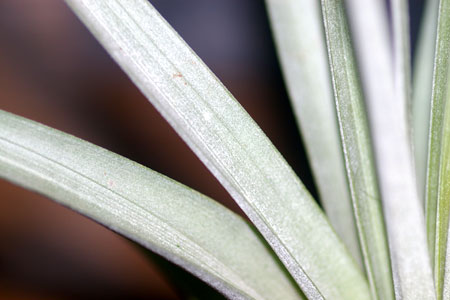 Tillandsia fasciculata var.denspica forma alba