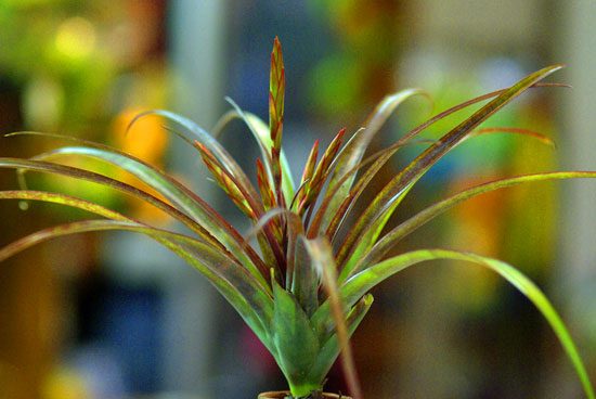 Tilllandsia flabellata