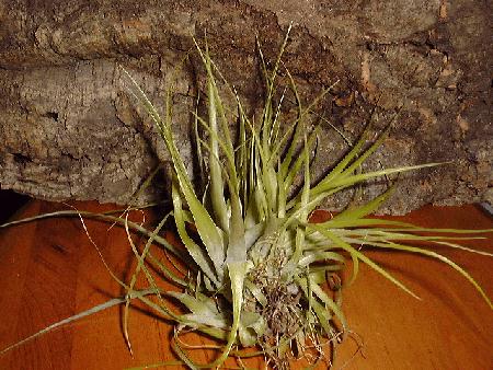 Tillandsia geminiflora