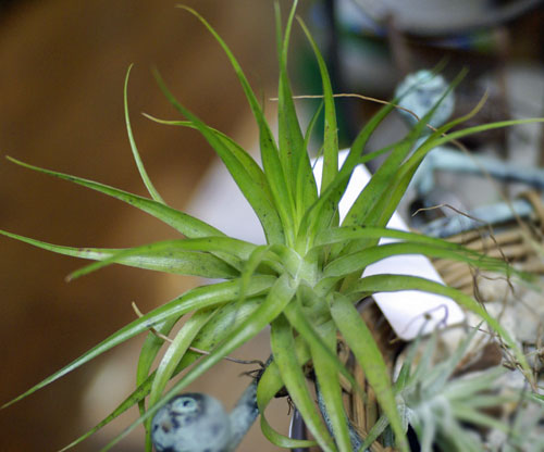 Tillandsia geminiflora