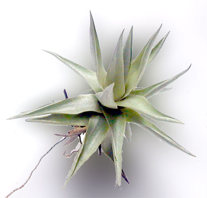 Tillandsia glazielae