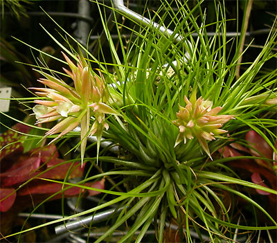 Tillandsia globosa var.alba