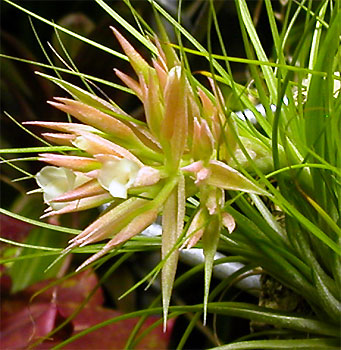 Tillandsia globosa var.alba