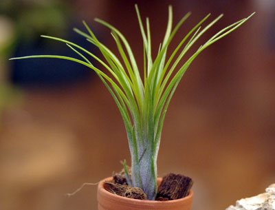 Tillandsia globosa var.alba