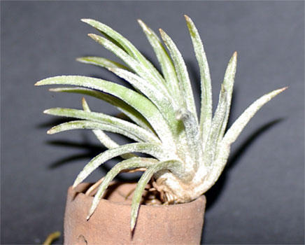 Tillandsia guerreroensis