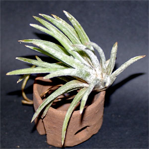 Tillandsia guerreroensis